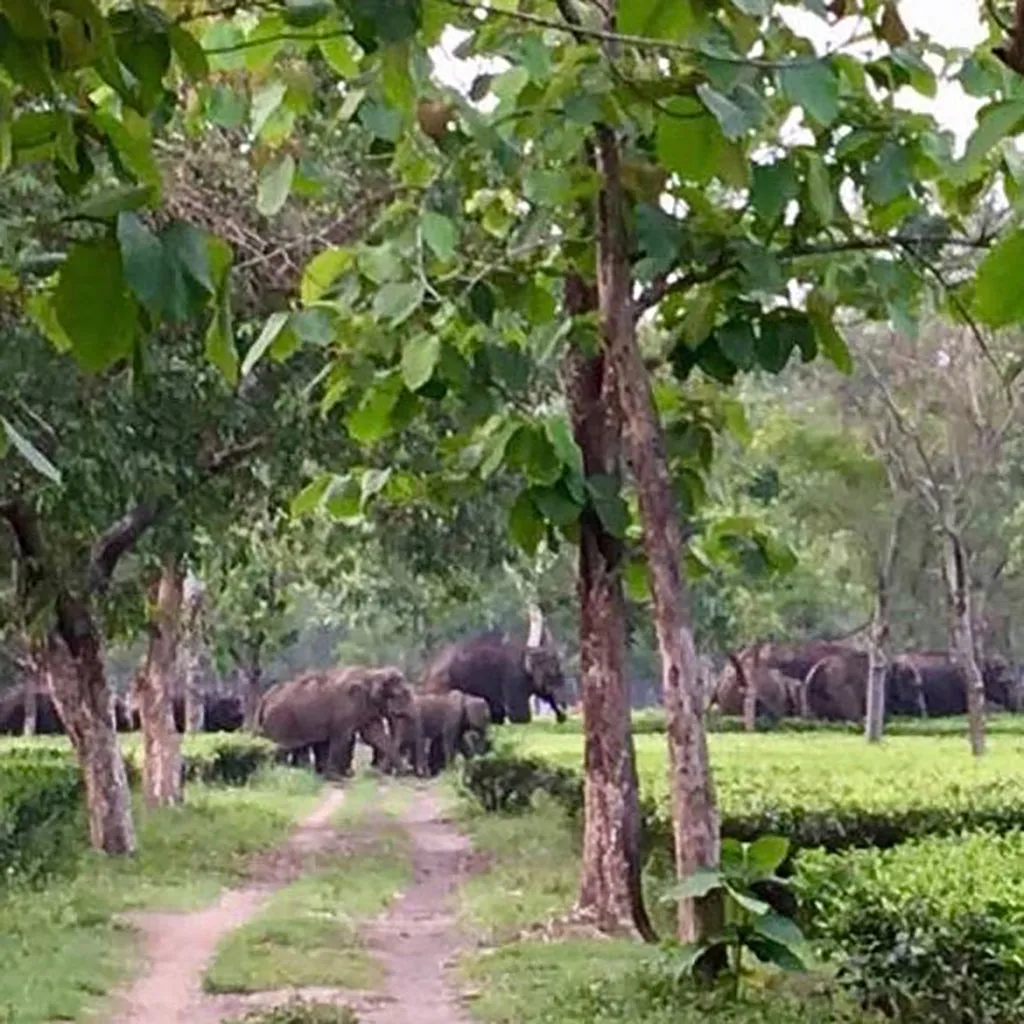 Earl Grey for Elephants