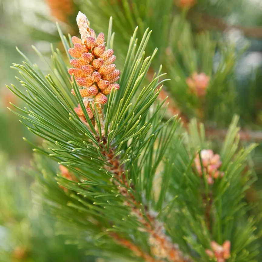 Norway Pine Essential Oil