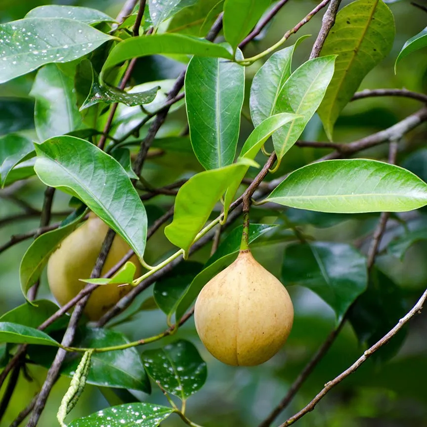 Nutmeg Essential Oil