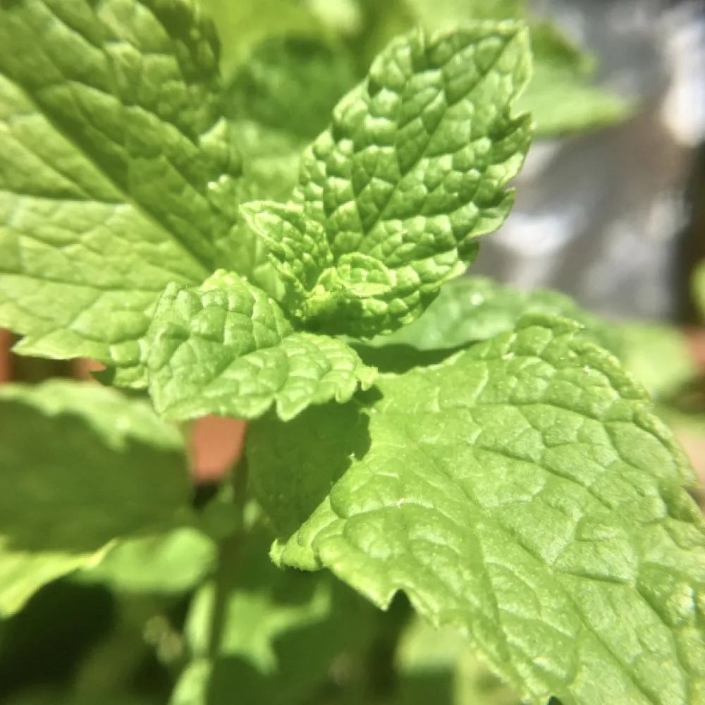 Organic Spearmint Tea